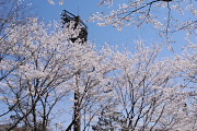 桜が咲く球場の南側 - 陵南公園
