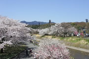 南浅川橋から桜が咲く陵南公園