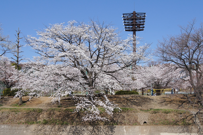 桜が咲く陵南公園を対岸から