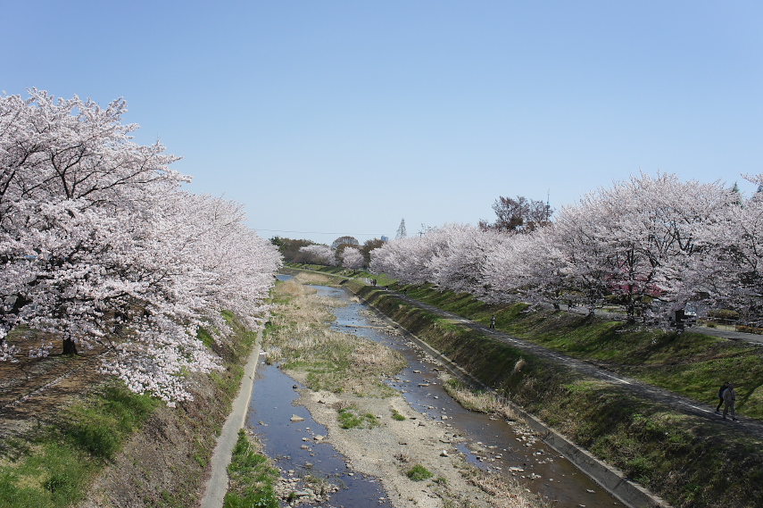 南淺川の桜並木を南淺川橋から