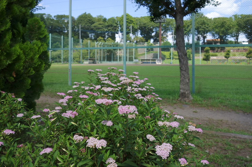 シモツケ(下野) - 陵南公園