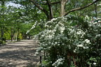 コデマリの咲く桜並木の園路 - 陵南公園
