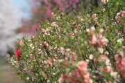 木瓜と桜と花桃 - 陵南公園