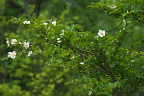 ナツツバキ(夏椿)の枝 - 陵南公園