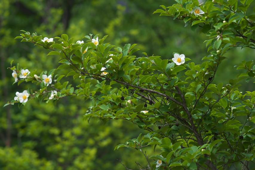ナツツバキ(夏椿)の枝 - 陵南公園