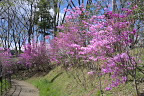 ミツバツツジが咲く多摩御陵参道下の園路