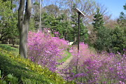 ミツバツツジ(三葉躑躅)が咲いた園路を上から - 陵南公園
