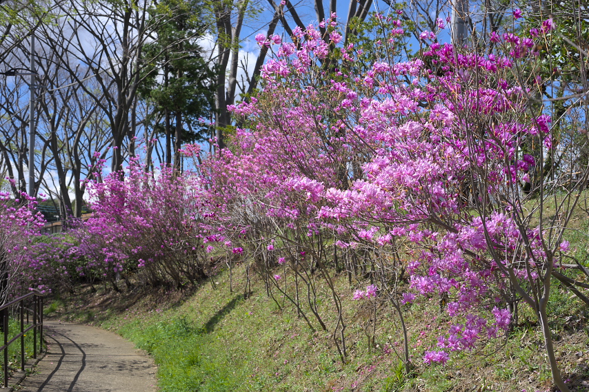 ミツバツツジが咲く多摩御陵参道下の園路