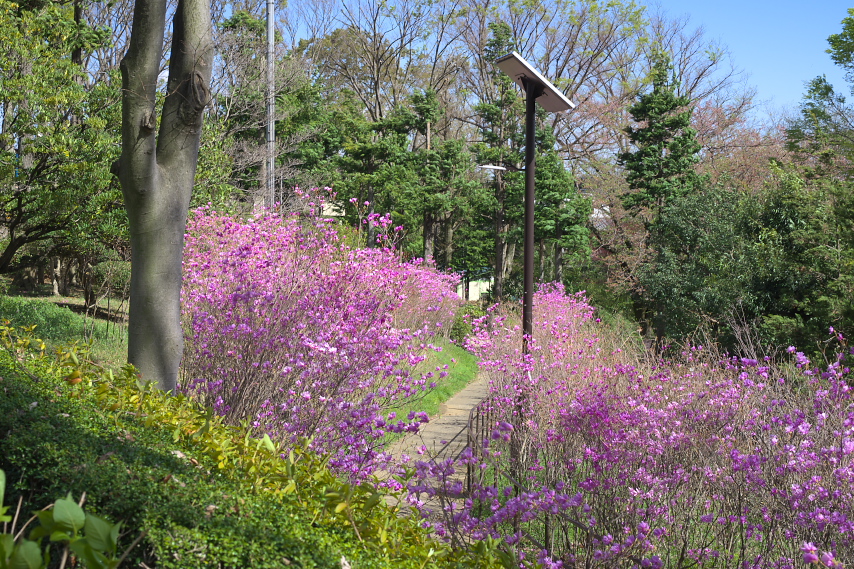 ミツバツツジ(三葉躑躅)が咲いた園路を上から - 陵南公園