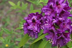 濃い紫のシャクナゲの花 - 陵南公園
