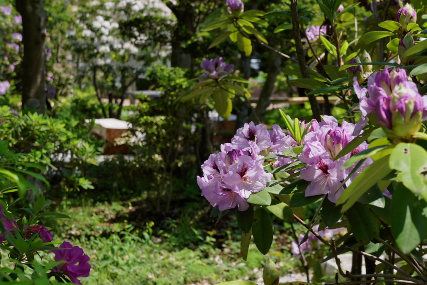 シャクナゲとカルミアが咲く陵南亭 - 陵南公園