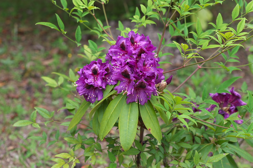 濃い紫のシャクナゲ(石楠花) - 陵南公園