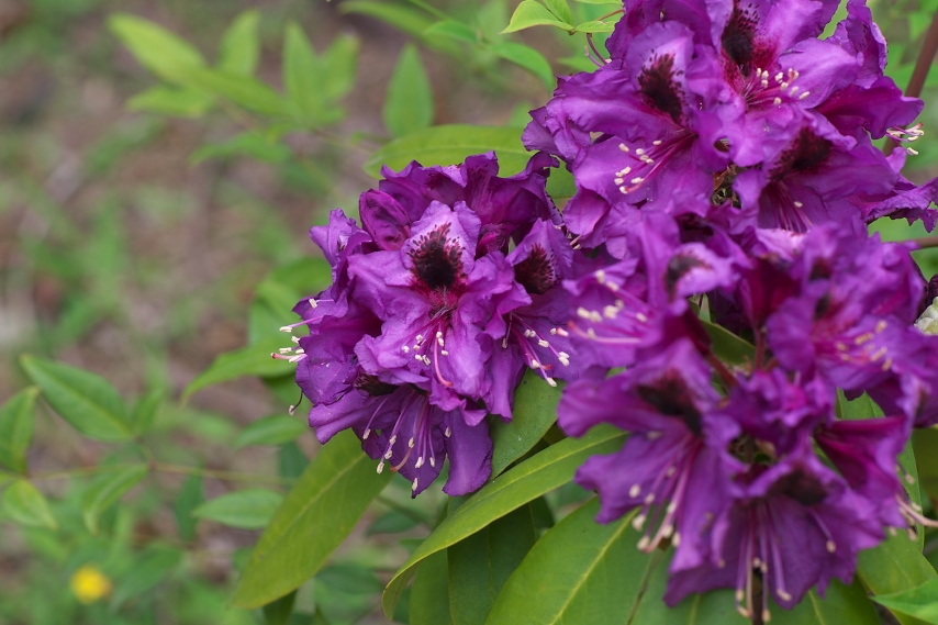 濃い紫のシャクナゲの花 - 陵南公園