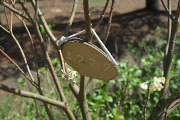 ミツマタの樹木名板 - 陵南公園