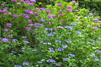 西洋紫陽花と額紫陽花 - 陵南公園