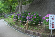 坂のアジサイ(紫陽花) - 陵南公園