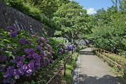 アジサイが咲いた坂 - 陵南公園