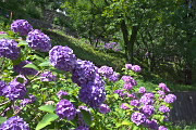 斜面と坂の西洋紫陽花 - 陵南公園