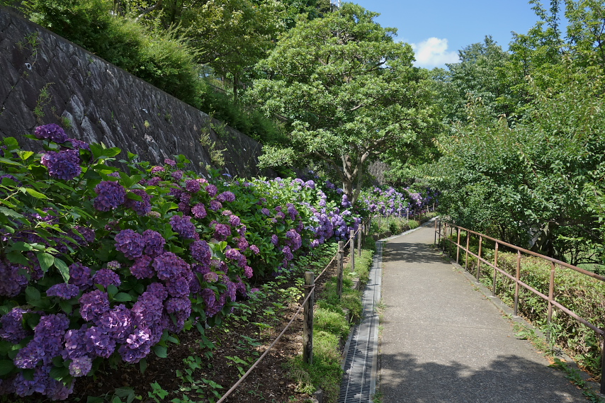 アジサイが咲いた坂 - 陵南公園