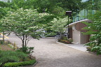 ヤマボウシが咲く園路 - 陵南公園