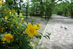 キンシバイが咲く桜並木の園路 - 陵南公園
