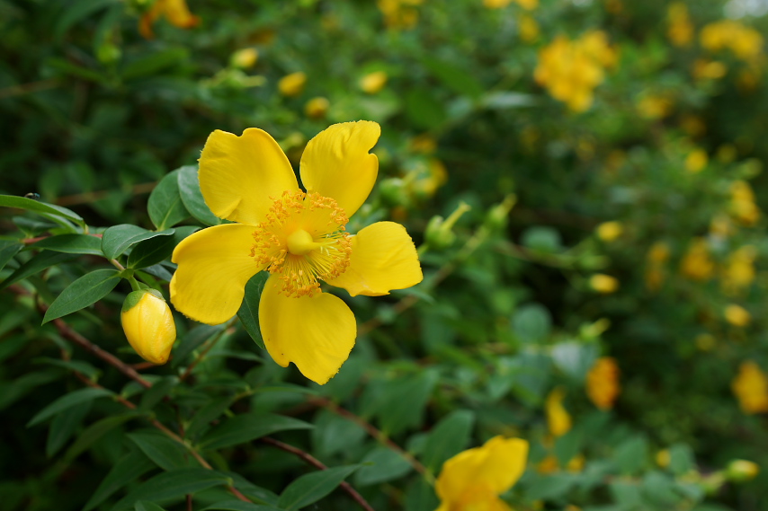 キンシバイ ヒペリカム の花 陵南公園 八王子の点景