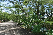桜の下のクチナシ(梔子) - 陵南公園