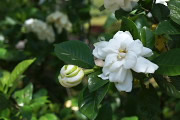 八重のクチナシの花 2 - 陵南公園