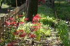 花壇のヒガンバナ 2 - 陵南公園