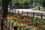 花壇のヒガンバナ 3 - 陵南公園