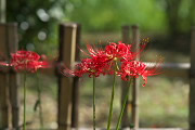 花壇のヒガンバナ - 陵南公園
