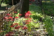 花壇のヒガンバナ 2 - 陵南公園