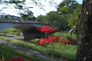 南淺川桜並木の下のヒガンバナ - 陵南公園