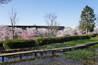 桜が咲く北側の広場 - 片倉城址