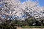 桜が咲く本橋付近 - 片倉城跡公園