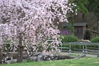 シダレザクラ(枝垂桜)と水車小屋 - 片倉城跡公園