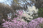 枝垂桜と辛夷 - 片倉城跡公園