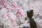枝垂桜の花と彫刻「春休み」- 片倉城跡公園