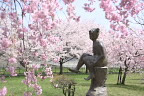 桜が咲いた時の彫刻「春休み」 - 片倉城跡公園