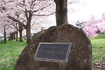 桜が咲く北側の広場入口 - 片倉城跡公園