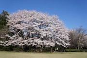 桜が咲く二の丸広場の東端 - 片倉城址