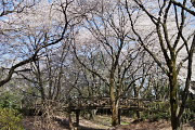 桜が咲く空堀から本橋 - 片倉城跡公園