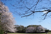 桜が咲く二の丸広場 - 片倉城址