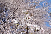 二の丸広場の桜の花 - 片倉城跡公園