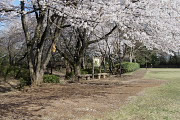 空掘りの桜とベンチ - 片倉城跡公園