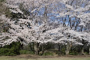 二の丸広場から空掘り沿いの桜 - 片倉城跡公園