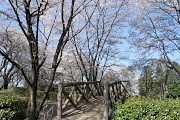 桜が咲く本橋 - 片倉城跡公園