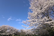 桜が咲く二の丸広場(2013) - 片倉城跡公園