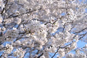 桜の花(2013) - 片倉城跡公園