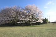 桜が咲く二の丸広場、午後 - 片倉城跡公園